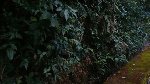 Camera moving green moss on the stone wall Stock Footage 138235429