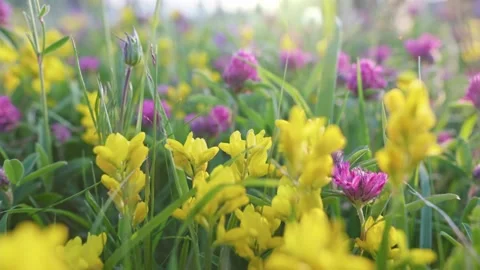 Camera moving on green summer meadow with yellow and violet field flowers Stock-Footage 169145948
