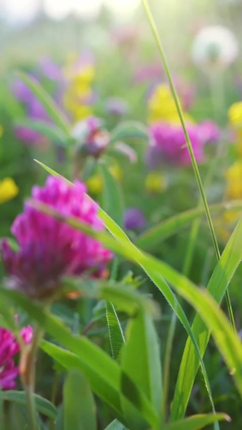 Camera moving on green summer meadow with yellow and violet field flowers 스톡 동영상 273209178