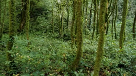 Camera moving inside the mysterious green forest. Stock Footage 100206402