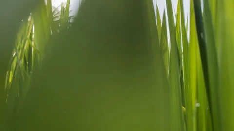 Camera moving inside the rice field 库存影片 125244394