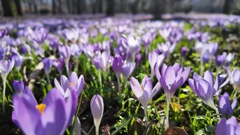 Camera moving from Krocus flo flower. Stock Footage 311183124