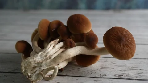 Camera moving to left focussed on a group of Pioppino mushrooms on a rustic wood Stock Footage 154626266