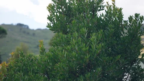 Camera moving from left to right along the tree branches with young green leaves Stock Footage 313125949