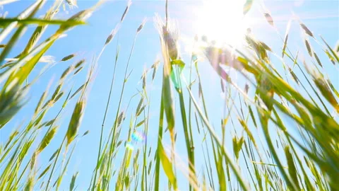 The camera is moving. The lights of a sun. Beautiful field with wheat. Rural Stock Footage 90663509