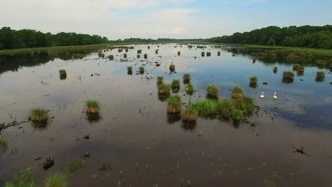 Camera moving low over pond covered in green vegetation, passing by two swans. 스톡 동영상 79815675