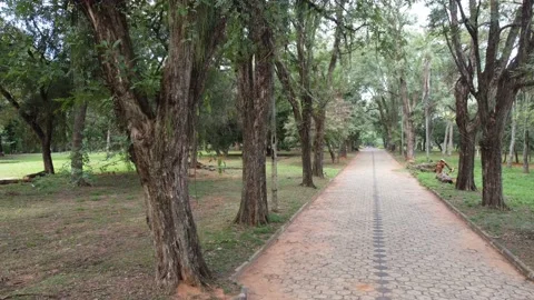 Camera moving in the middle of parkroad Stock Footage 156064573