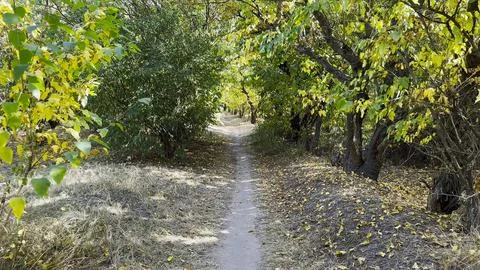 Camera moving on narrow forest trail surrounded by tall trees in the warmth.. Stock Photos