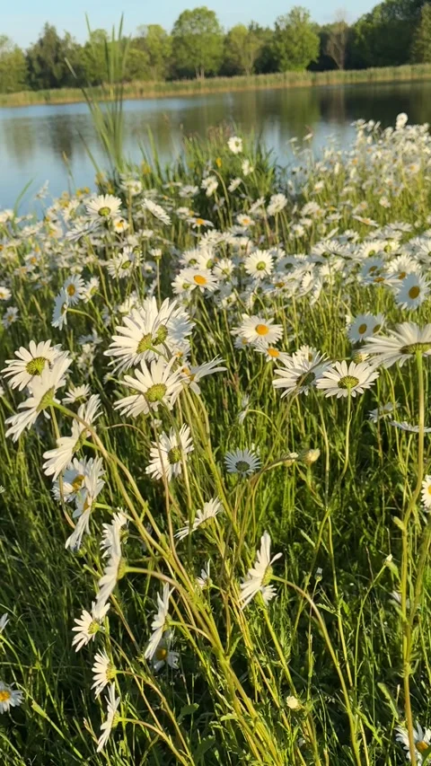 Camera moving over chamomile meadow near lake at sunrise Stock Footage 310116476