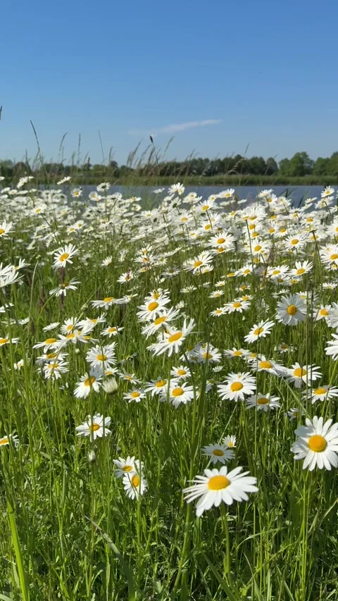Camera moving over chamomile meadow near lake at sunrise Stock Footage 310116577