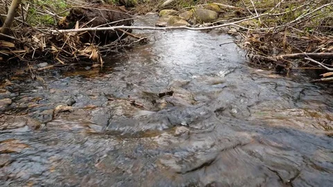 Camera is moving over clean fresh water of a forest stream running over mossy Stock Footage 75238851