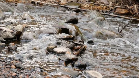 Camera is moving over clean fresh water of a forest stream running over mossy Stock Footage 75239518