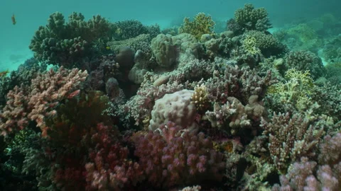 Camera moving over coral colonies in the Red Sea 스톡 동영상 149028755