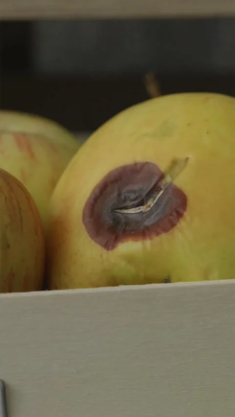 Camera moving over fresh apples with damaged rotten spots in wooden crate Video stock 344877173