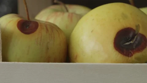Camera moving over fresh red apples with damaged rotten spots in wooden crate Video stock 344877180