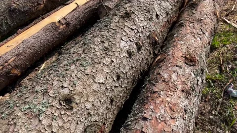Camera moving over freshly cutted huge pine wood logs Stock Footage 194363774