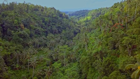 Camera moving over jungle forest in green valley Video stock 94155932