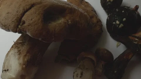 Camera Moving Over Mushrooms on White Background Stock Footage 316486377