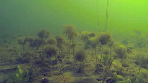 Camera moving over pond water-crowfoot aquatic plants looking like miniature Stock Footage 55322545
