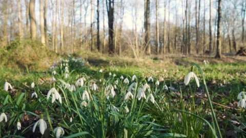 Camera moving over snowdrops blooming in spring forest Stock Footage 293082701