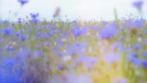 Camera moving over the top of Meadow knapweed wildflowers in the bright summer Stock Footage 102734765