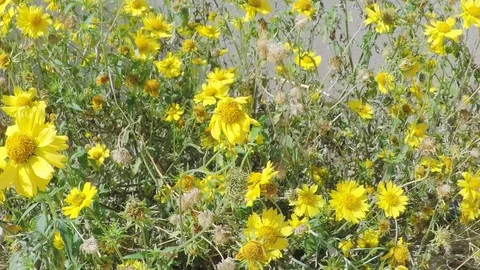 Camera moving up over yellow chrysanthemum coronarium bush Stock Footage 100368176