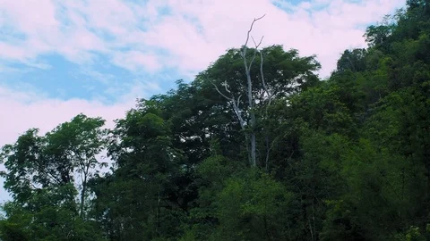 Camera moving pass the forest mountain Video stock 109083393