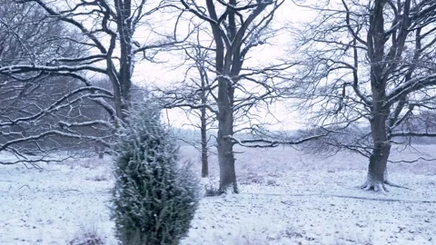 Camera moving past snow covered trees in winter Stockbeeldmateriaal 292924642