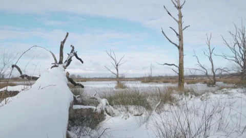 Camera moving past snow covered log and frozen lake Stock Footage 293082027
