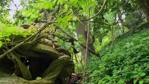 Camera moving past tangled vines close-up in Batumi Botanical Garden Stock Footage 338426315