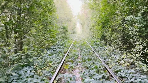 Camera moving on railway track passing through a natural tunnel formed by lush Stock Footage 330260000
