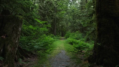 Camera Moving in Real Time Down Overgrown Trail in Green Forest Stock Footage 91197264