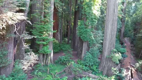 Camera moving into the Redwood Forest Video stock 70594738