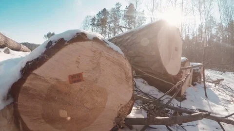 Camera moving up revealing snowy logs in logged forest Stock-Footage 76463164