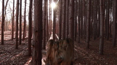 Camera moving up revealing sun flare in pine forest Stock Footage 48908386