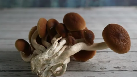 Camera moving to right focussed on a group of Pioppino mushrooms on a rustic Stock Footage 154626224