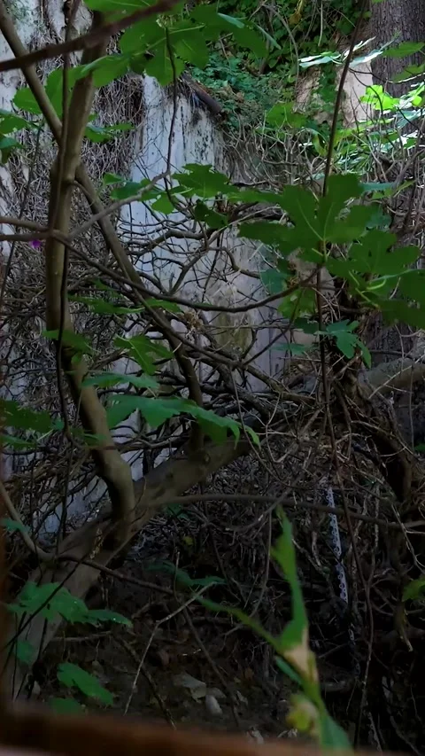 Camera moving right revealing abandoned place through rusted bars Stock Footage 294963922