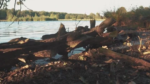 Camera moving right showing a lake shore with a dead tree trunk and branches in Видео 291883090