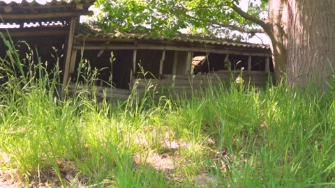 Camera moving right showing overgrown wooden shack Stock Footage 291882871