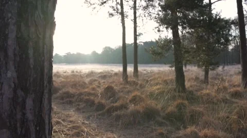 Camera moving right showing sunrise over heath landscape Stock Footage 293082098