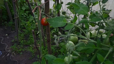 Camera moving from ripe red tomato to green tomatoes in a greenhouse Stock Footage 341745644