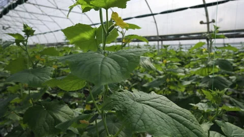 Camera is moving up showing small cucumbers growing on vines in a greenhouse. Stock Footage 195011920