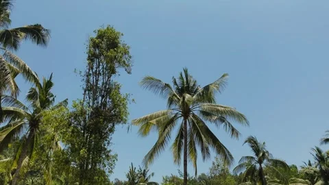 Camera moving side. Row of coconut trees in outdoor garden at summer. Stock Footage 288407184