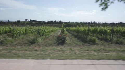 Camera moving sideways on a road looking towards a vineyard Stock Footage 257774689