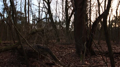 Camera moving sideways to the tree root and then up the trunk Video stock 123978879