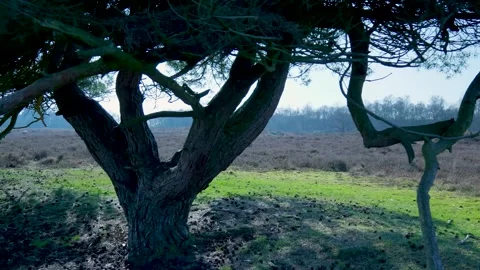 Camera moving slowly past an old pine tree in a field Stock Footage 335027067