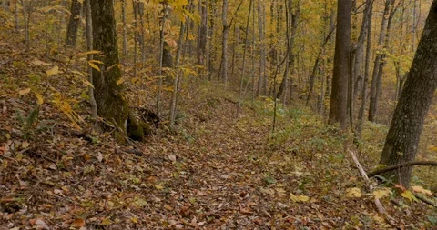 Camera moving slowly through the forest during the autumn POV Video stock 112020125