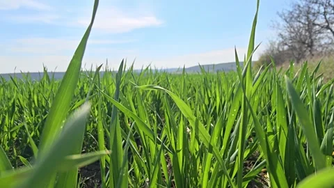 Camera moving slowly through green barley shoots Video stock 342926062