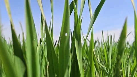 Camera moving slowly through green barley shoots Video stock 342926064