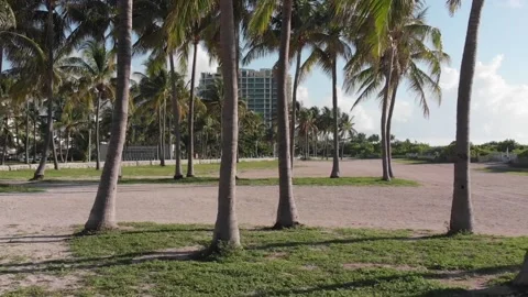 Camera moving slowly through palm trees on Miami Beach, Florida. Stock-Footage 239545327